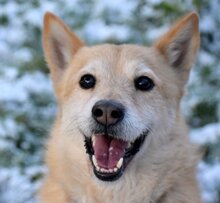 VILI, Hund, Mischlingshund in Ungarn - Bild 4