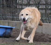 VILI, Hund, Mischlingshund in Ungarn - Bild 5