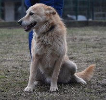 VILI, Hund, Mischlingshund in Ungarn - Bild 7