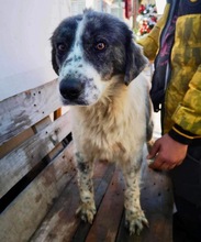 HEDWIG, Hund, Mischlingshund in Rumänien - Bild 12