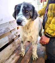 HEDWIG, Hund, Mischlingshund in Rumänien - Bild 5