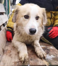 HENRY, Hund, Mischlingshund in Rumänien - Bild 1