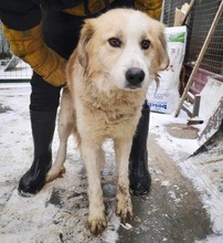 HENRY, Hund, Mischlingshund in Rumänien - Bild 11