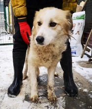 HENRY, Hund, Mischlingshund in Rumänien - Bild 12