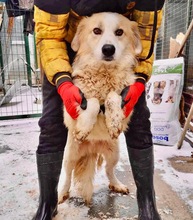 HENRY, Hund, Mischlingshund in Rumänien - Bild 13