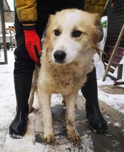 HENRY, Hund, Mischlingshund in Rumänien - Bild 14