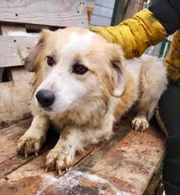 HENRY, Hund, Mischlingshund in Rumänien - Bild 15