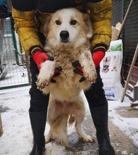 HENRY, Hund, Mischlingshund in Rumänien - Bild 16