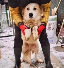 HENRY, Hund, Mischlingshund in Rumänien - Bild 18