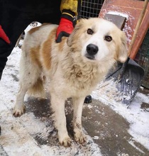 HENRY, Hund, Mischlingshund in Rumänien - Bild 2