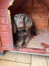 MOKA, Hund, Spaniel-Mix in Bad Ems - Bild 2