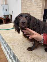 MOKA, Hund, Spaniel-Mix in Bad Ems - Bild 4