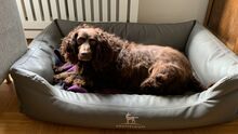 MOKA, Hund, Spaniel-Mix in Bad Ems - Bild 6