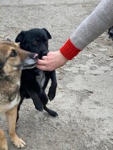 AKINO, Hund, Mischlingshund in Rumänien - Bild 10