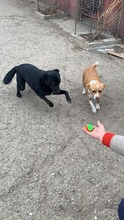 AKINO, Hund, Mischlingshund in Rumänien - Bild 11