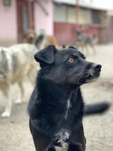 AKINO, Hund, Mischlingshund in Rumänien - Bild 3