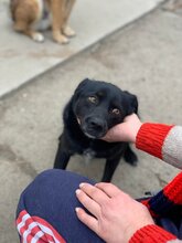 AKINO, Hund, Mischlingshund in Rumänien - Bild 8