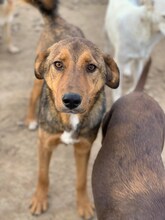 RUSTY, Hund, Mischlingshund in Rumänien - Bild 1