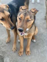 RUSTY, Hund, Mischlingshund in Rumänien - Bild 2