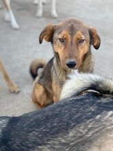 RUSTY, Hund, Mischlingshund in Rumänien - Bild 4