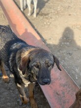 ROBIN, Hund, Mischlingshund in Rumänien - Bild 3