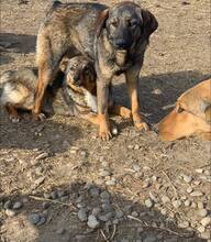 ROBIN, Hund, Mischlingshund in Rumänien - Bild 4