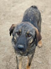 ROBIN, Hund, Mischlingshund in Rumänien - Bild 8