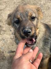 CLARK, Hund, Mischlingshund in Rumänien - Bild 10