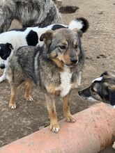 CLARK, Hund, Mischlingshund in Rumänien - Bild 2