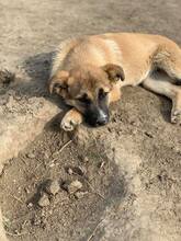 BETTY, Hund, Mischlingshund in Rumänien - Bild 10