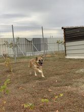 BETTY, Hund, Mischlingshund in Rumänien - Bild 2