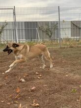 BETTY, Hund, Mischlingshund in Rumänien - Bild 3