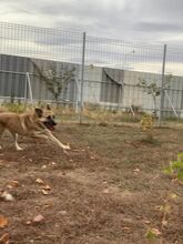 BETTY, Hund, Mischlingshund in Rumänien - Bild 5