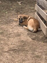 BETTY, Hund, Mischlingshund in Rumänien - Bild 6