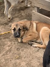 BETTY, Hund, Mischlingshund in Rumänien - Bild 7