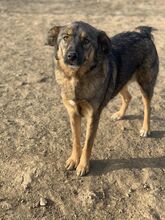 OCTAVIA, Hund, Mischlingshund in Rumänien - Bild 3