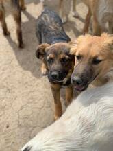 OCTAVIA, Hund, Mischlingshund in Rumänien - Bild 9