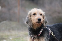 TOFFEE, Hund, Griffon-Mix in Griechenland - Bild 1