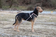 TOFFEE, Hund, Griffon-Mix in Griechenland - Bild 2