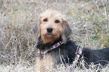 TOFFEE, Hund, Griffon-Mix in Griechenland - Bild 3