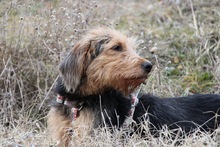 TOFFEE, Hund, Griffon-Mix in Griechenland - Bild 4