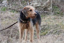 TOFFEE, Hund, Griffon-Mix in Griechenland - Bild 5