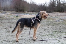 TOFFEE, Hund, Griffon-Mix in Griechenland - Bild 6