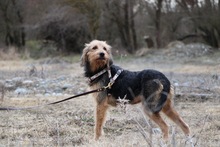 TOFFEE, Hund, Griffon-Mix in Griechenland - Bild 7