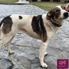 CARA, Hund, Herdenschutzhund in Rumänien