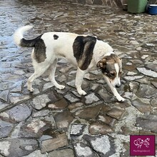 CARA, Hund, Herdenschutzhund in Rumänien - Bild 2