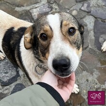 CARA, Hund, Herdenschutzhund in Rumänien - Bild 3