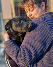 BRUCE, Hund, Mischlingshund in Kroatien - Bild 14