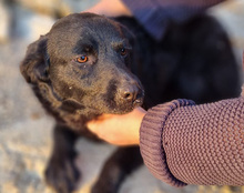 BRUCE, Hund, Mischlingshund in Kroatien - Bild 16