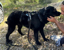 BRUCE, Hund, Mischlingshund in Kroatien - Bild 3